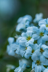 Close up of a cluster of small white and pale blue flowers with yellow centers, set against a dark, moody, and deeply blurred green and blue background, emphasizing softness and contrast.