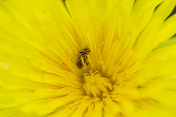 Extreme macro photography of a small brown beetle, heavily covered in pollen, resting deep inside a bright yellow desert wildflower, illustrating the concept of pollination.