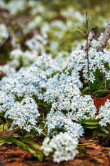 Close up of a dense carpet of tiny white desert flowers with blue and yellow centers, growing low to the reddish-brown desert ground, conveying purity and resilience.