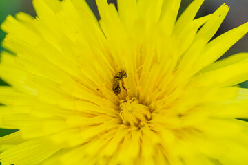 Tight view of a brown beetle dusted with yellow pollen, positioned centrally within the rays of a vibrant yellow daisy-like desert bloom, conveying the vital action of nature.