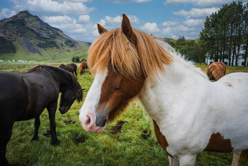 Obraz premium Icelandic horses graze on green pasture near Eyjafjoll, rural southern Iceland. A chestnut and white pinto leads, with darker horses near trees and farms in soft light.