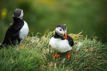 Two Atlantic puffins stand on a grassy cliff in Iceland, one facing the camera, one looking aside....