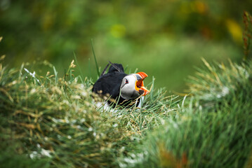 A single Atlantic puffin sits in emerald grass, mouth open in a call on an Iceland coastal cliff, ground level view, soft overcast light, shallow depth of field
