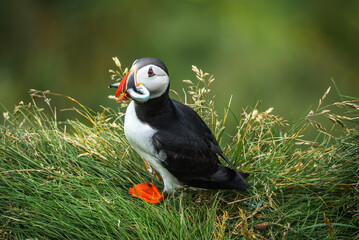 An Atlantic puffin stands on a windy cliff at Dyrholaey in Iceland, holding a small fish. Orange beak and feet contrast with black and white plumage and soft green grass.