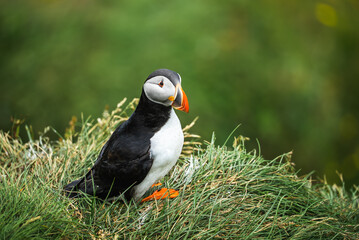 An Atlantic puffin stands on tufted grass at an Iceland coastal cliff, its orange beak and feet vivid. Soft daylight and shallow depth of field isolate the subject.
