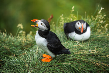 Two Atlantic puffins stand on a grassy cliff in Iceland, one calls while the other rests. Natural light, shallow depth of field, vibrant colors, breeding season scene.