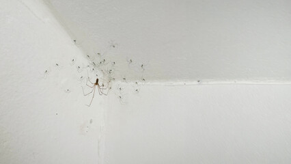 Creepy-crawlies parade against stark walls, a mesmerizing tangle celebrating Arachnophobia Day, delicate webs weaving tales of fear and wonder