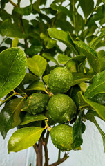 Dew-kissed green limes nestled in lush foliage, evoking zestful vitality for Citrus Harvest...