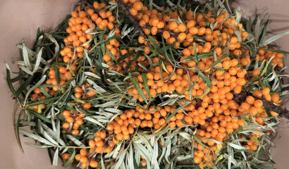 Golden sea buckthorn berries nestle in silvery leaves, perfect for Tartarus autumnal equinox,...