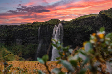 Seljalandsfoss plunges over a dark basalt cliff in Iceland, dusk light paints pink and orange clouds, wild shrubs and golden grasses frame mossy hills and rocks.
