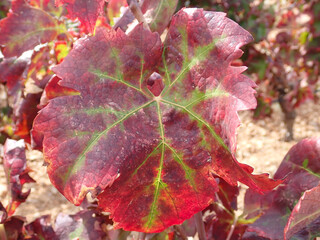 Autumn grapes with red leaves, close up detail reddish dark green  Abstract texture