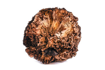 Decayed trunk of an old tree with holes bored by insects, in cross-section, isolated on a white background