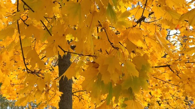 A bright, close-up view of a maple tree canopy ablaze with vibrant yellow and golden leaves against a dark trunk and branches, illuminated by sunlight, capturing the essence of autumn foliage.