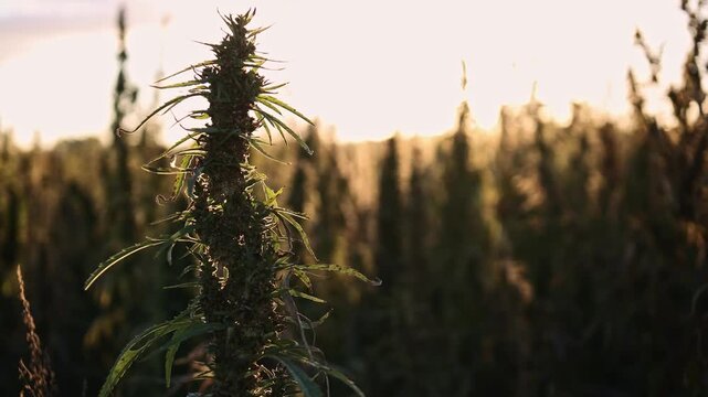 Field landscape with cannabis, used for medical treatment of fatal diseases like cancer, smoking for fun causing addiction, and for industrial use like constructions, textile production, insulation.