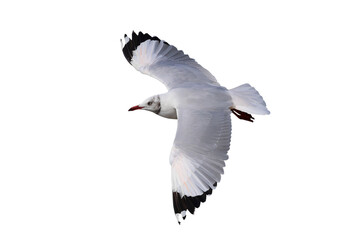 Beautiful seagull flying isolated on transparent background.