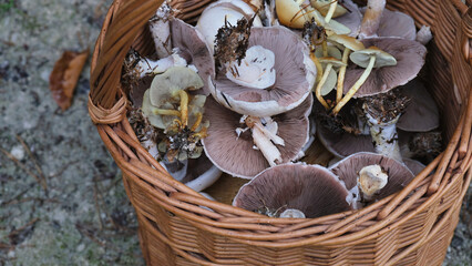 Wild mushrooms in wicker basket after forest harvest 