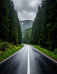 Wet road curves through lush, towering evergreen forest under stormy skies