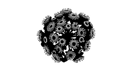 Black and white vector of Ageratum flower on white background