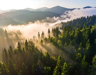 Aerial view of a lush, green forest valley with morning fog and radiant sunbeams piercing through the trees and hills in a warm light