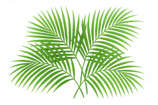 Green palm fronds forming a tropical border, summer natural foliage on transparent background