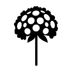 Black and white vector of Ageratum flower on white background