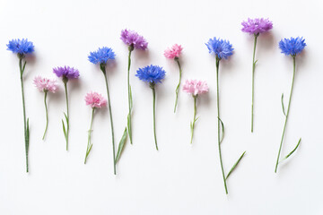 Beautiful blue, pink and lilac cornflowers on a white background