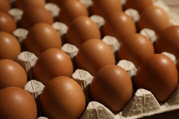 Many raw chicken eggs in egg carton, closeup