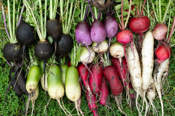Lots of radishes of different shapes and sizes, harvesting