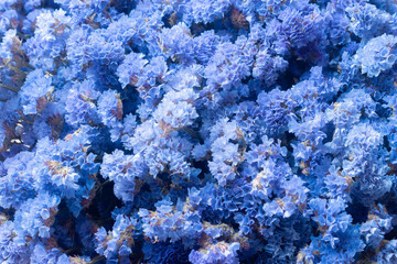Many blue statice flowers (Limonium), floral background