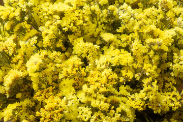 Many yellow statice flowers (Limonium), floral background