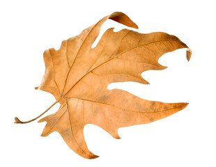 Fototapeta premium One dry maple leaf isolated on white. Autumn season