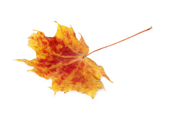 One dry maple leaf isolated on white. Autumn season