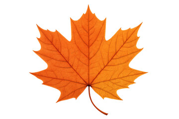 Fototapeta premium Maple autumn leaf showcasing vibrant orange color, symbolizing fall season and nature, isolated on transparent background
