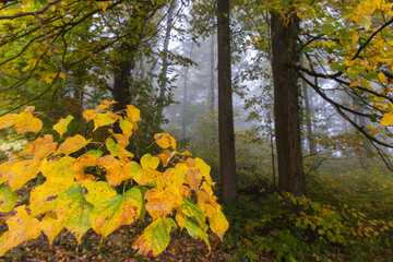 Linden (Tilia) Leaves Turning Yellow in Misty Autumn Forest