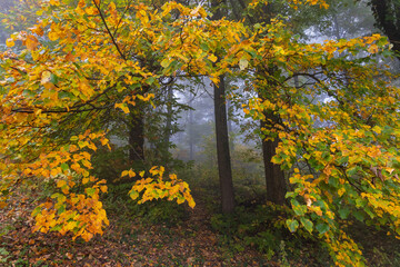 Linden (Tilia) Leaves Turning Yellow in Misty Autumn Forest