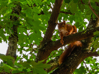 Wild Red Squirrel Resting Maple Tree