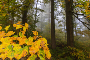 Linden (Tilia) Leaves Turning Yellow in Misty Autumn Forest