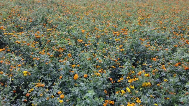 campos de cempasuchitl