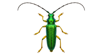 Isolated insect longhorn beetle, vibrant green color, curved antennae, yellow legs and feet