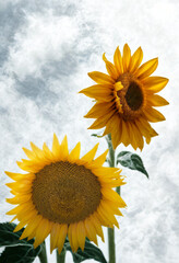 Two bright sunflowers reaching towards a cloudy sky
