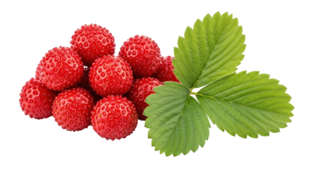 Isolated handful of fresh wild strawberries and a green leaf; ripe and ready to eat