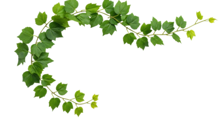 Lush vibrant green climbing vine with detailed leaves & delicate stems, trailing on transparent background, flat lay with copy space. Concept for commercial graphic design
