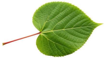 Isolated lindens tree leaf, a fresh springtime foliage to grow for nature beauty outdoors
