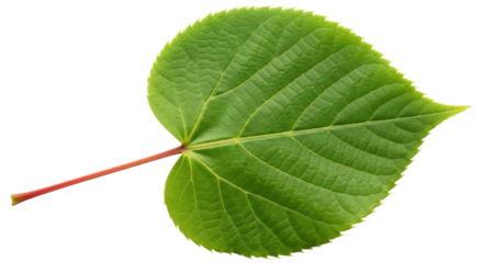 Isolated lindens tree leaf, a fresh springtime foliage to grow for nature beauty outdoors