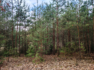 Obraz premium Young pine forest and a ground covered in fallen needles and leaves.