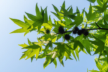 Bright green leaves of sweet gum (Liquidambar styraciflua), illuminated by sun, with their characteristic spiky seed balls, against blue sky. Selective focus. Вesign concept is inspired by nature.
