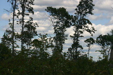 clouds and trees