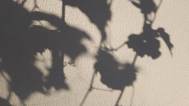 Natural pattern from plants, shadows of branches with leaves overlay on wall. Soft transparent light and shadows from grapevine with foliage on wall, visual effect. Gray shadow of foliage on plaster 