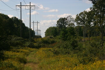 Power lines in nature