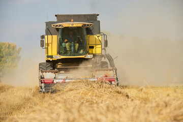 Obraz premium Caucasian middle aged man operating combine harvester collecting wheat in field during harvest season, agricultural machinery moving through golden crop with dust rising behind
